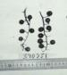 Click for 1 image(s) for this accession. FRUIT
